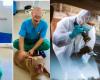 Who is the veterinary assistant found dead in the car? Bogdan would have suffered a disappointment in love