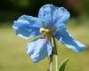The blue poppy bloomed at the Botanical Garden in Cluj-Napoca. Photo