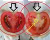 How to recognize injected tomatoes from markets and stores. Distinctive signs to look out for
