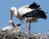 Happy birthday, stork! Long live us, swallow! Today is World Migratory Bird Day