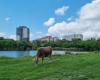 PHOTO The place in Bucharest where cows graze freely, and the reeds make you think of the canals of the Delta. “It can become a gem”