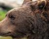 Bear alert in Pitesti. The animal is searched with thermal imaging cameras. The authorities’ recommendations for local residents