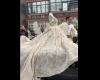 UPDATE – Wedding with procession, which blocked the streets and sidewalks in Buzescu, Teleorman / Outrage on social networks / Criminal case was opened / 6,000 lei fine for two men, considered organizers – PHOTO, VIDEO