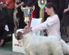 A Clumber Spaniel won three of the four international exhibitions organized in Timisoara