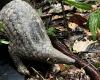 Urgent sanctuary, strategies needed in Sabah for pangolin protection, study finds