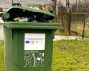 When is the trash or green bag collected, in Bistrita, this month – TimpOnline.ro